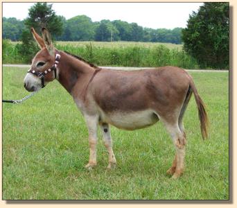 Click photo of miniature donkey to enlarge imag