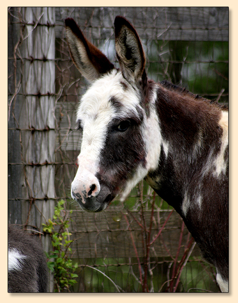 KZ Bandit's Fancy Pants, dark spotted jennet at Half Ass Acres in Chapel Hill, Tennessee.