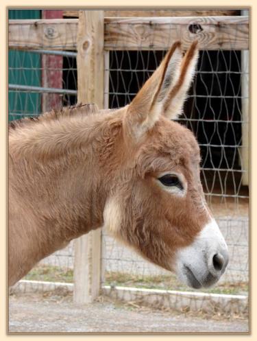 Jalan's Morning Glow, miniature donkey brood jennet at Half Ass Acres