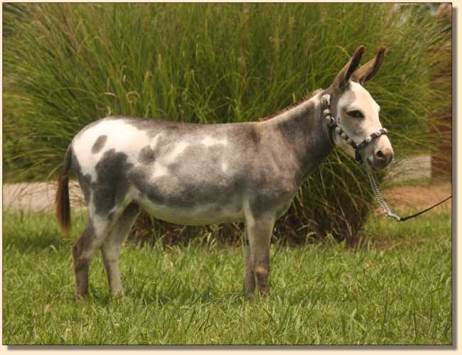 Miniature Donkey Brood Jennet at Half Ass Acres, Li'l Angels Hello Dolly