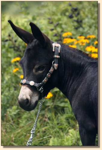 Miniature donkey brood jennet at Half Ass Acres, Merry-Go-Round's Iridessa