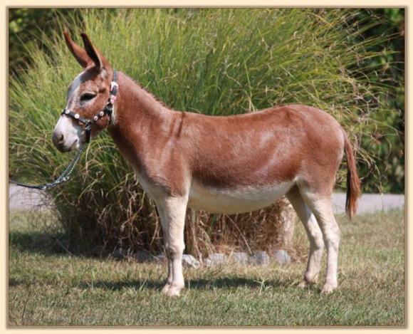 HHHAA Kissed By A Rose, dark red miniature donkey brood jennet with large star at Half Ass Acres Miniature Donkeys