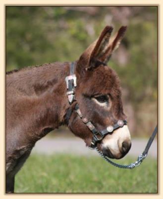 HHAA Ma Bell, brown miniature donkey brood jennet at Half Ass Acres Miniature Donkey Farm