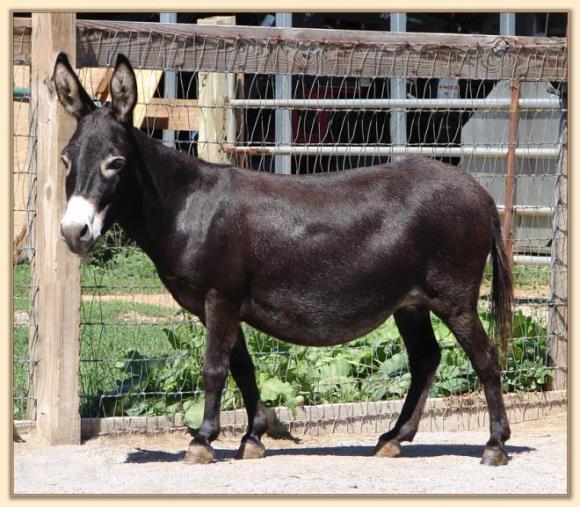 Sunset Acres Sweet Pea, black miniature donkey brood jennet at Half Ass Acres