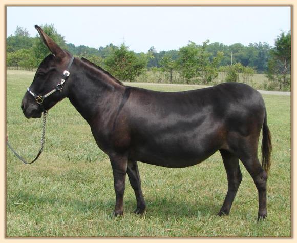 MGF Venus Mink, miniature donkey brood jennet at Half Ass Acres