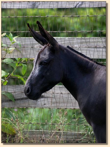 HHAA Paper Tyger, miniature donkey jennet