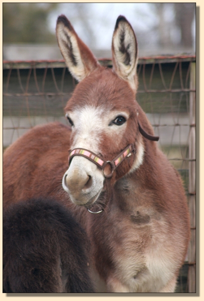 Breathorn Irish Ramblin' Rose, dark red miniature donkey brood jennet at Half Ass Acres