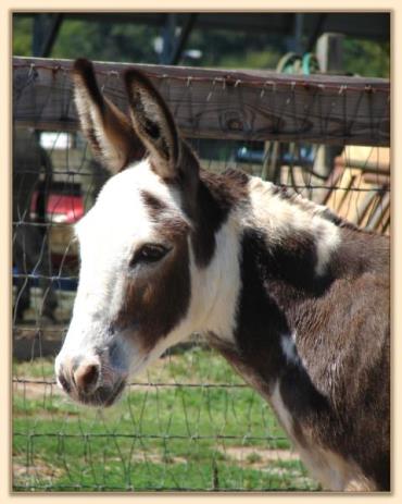 Windcrest Sunshine Girl