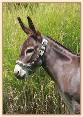 Wit's End Witty, future brood jennet at Half Ass Acres Miniiature Donkeys