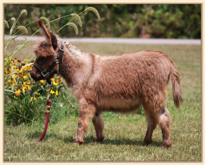 HHAA Lullaby Lilly, gray miniature donkey future brood jennet with no light points at Half Ass Acres