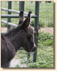 Critter Haven Farm Applause