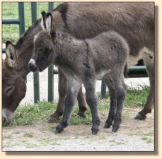 Critter Haven Farm Applause