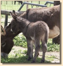 Critter Haven Farm Applause