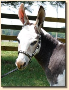 miniature donkey