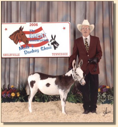 King of Bling showing at the National Miniature Donkey  Association  2006 Nationals 