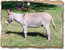 Miniature Donkey Gelding, Brighty(10,870 bytes)