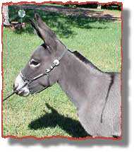 miniature donkey Bunny (8284 bytes)