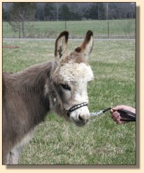 Critter Haven Farm Candy Bill