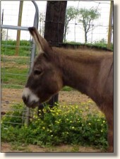 Click photo of miniature donkey to enlarge image