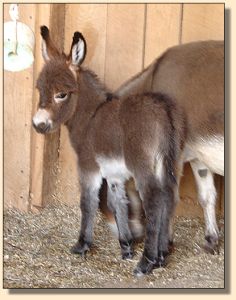 The Cisco Kid, red/brown gelding prospect