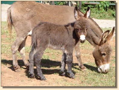 The Cisco Kid, red/brown gelding prospect