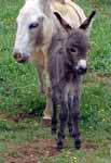 miniature donkey Cricket (4148 bytes)