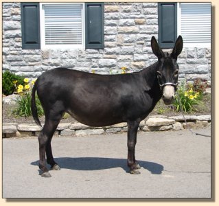 Click photo of miniature donkey to enlarge image