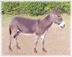 Miniature Donkey My World Diablo (9462  bytes)