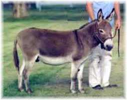 Miniature Donkey Hot Chocolate (4311 bytes)