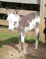 Miniature Donkey Hardy (5500 bytes)