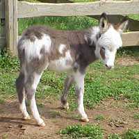 Miniature Donkey Hardy (8049 bytes)