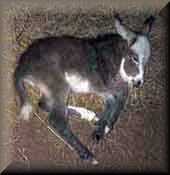 Minature Donkey at One Day Old