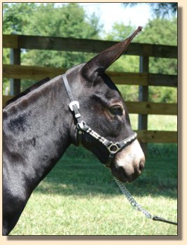 Click photo of miniature donkey to enlarge image