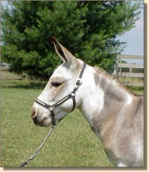 Miniature Donkey Indiana Jones