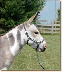 Miniature Donkey Herd Sire, Indiana Jones