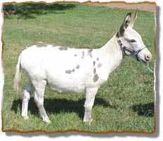 Miniature Donkey Jo Jo( 7713 bytes)