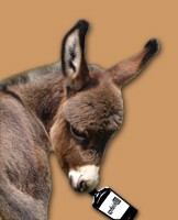 Little Whiskey Girl - copyright Half Ass Acres Miniature Donkeys - Do Not Steal!