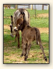 HAA Mahogany Mojo, chocolate brown miniature donkey jack!!