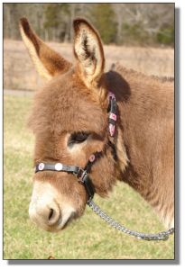 Click photo of miniature donkey to enlarge image