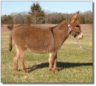 Click photo of miniature donkey to enlarge image