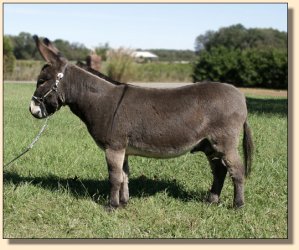 Mahogany Mojo, dark brown gelding for sale