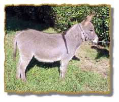 Miniature Donkey Gelding Notto (8873 bytes)