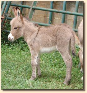 A Walk in the Park, aka Parker, miniature donkey gelding prospect