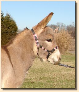 Click photo of miniature donkey to enlarge image