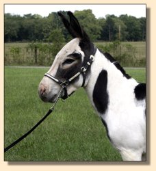 MGF Primero, Black & White Spotted Miniature Donkey Herd Sire