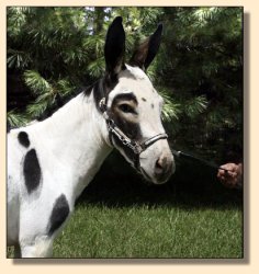 MGF Primero, black and white miniature donkey herd sire