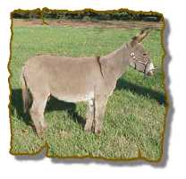 Miniature Donkey Gelding Rack (6420  bytes)