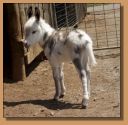 miniature donkeys