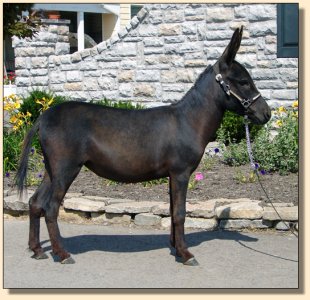 Click photo of miniature donkey to enlarge image