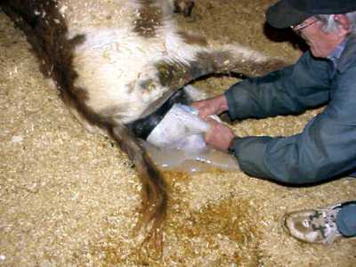 Birth of miniature donkey black & white spotted jack!!